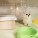 Premium 먼치킨 이미지