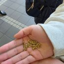 11650-1-10-617 | [산토리<천연수 맥주 공장>교토] 방문후기, 투어, 맥주 시음, 기념품샵