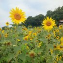 주천3리마을회관 | 대구 칠곡 가볼만한곳 대구 해바라기 명소 청계마을 지금가도 예쁠까?