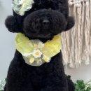 올데이 그루밍 이미지