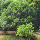 백운동정원 이미지