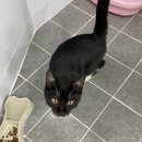 쿠키동물병원 이미지