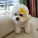 더독그루머스 네이버블로그