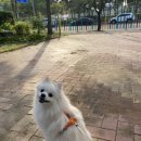 세온그루밍 | 안산 초지동 애견미용실 내돈내산 후기, 세온그루밍