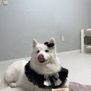 헬퍼스 | 장 예민한 강아지 꾸준히 먹이기 좋은 헬퍼스 유산균
