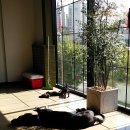 플란다스 개 이미지