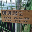 토종흑염소 이미지