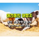 용호골목시장 | 반려견과 함께 부산 가볼만 한 곳...부산 애견 놀이터, 애견동반 카페･식당･산책로