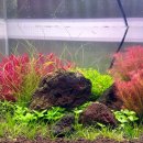 무이탄 소일(네오 No Co2 소일) 2주차 후기