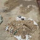 보개초교병설유치원 이미지