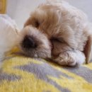 리사앤루이 이미지