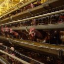 원문농장 이미지