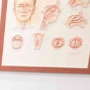 디자인 | 남자코성형 얼굴 디자인 후기, 코끝 높이보다 비중격 구조가 관건인 이유