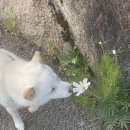 약초동물병원 이미지