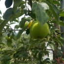 장수농원 이미지