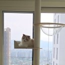 오로라 캣 이미지