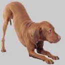 수원 스카이 동물메디컬센터 이미지