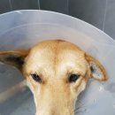 세진동물병원 이미지