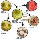 줄기세포주 뭐가있을까 이미지