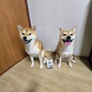 (주)알앤유 | 제코의 강아지 피부 영양제 아나포유 R&amp;U 급여 후기