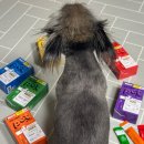 리베몰 | 다이소 최초 반려동물 영양제 보령 리베펫 닥터 6종 솔직 후기