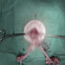 파크동물의료센터 이미지