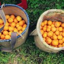 조남희농장 이미지