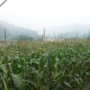 홍스캐빈 이미지