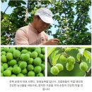 순창내고향식품 | KBS 6시 내고향 전북 순창 매실액 장아찌 맛집 청정매실영농조합 택배주문 방법