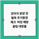 베이비몽 강아지분양 인천청라점 이미지