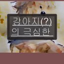 강아지가정부 이미지