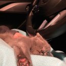 신디농장 이미지