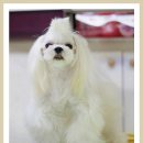 그리시아 화이트 매직 이미지