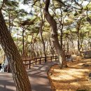 창원 편백나무숲 무장애나눔길 네이버블로그