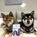 맥스펫 | 강아지 유산균 강아지 장건강에는 모두 보울라디 맥스