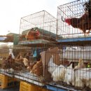 시골장터닭 이미지