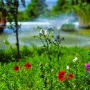 피나클랜드 이미지