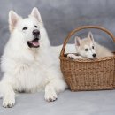 아가펫 | 논산 강아지 파양, 책임감 있는 선택을 돕는 '아가펫스토리' 솔직 후기