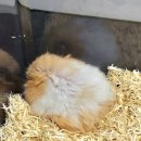 털뭉치즈 이미지