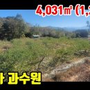 (8167) [과수원매매] ■ 정남향~ 복숭아 과수원 ■ 1,219평 6억1천만원 이미지