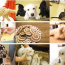 해피 테디 펫 살롱 이미지