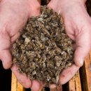 꿀벌 동물병원 이미지