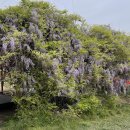 봉소2리 이미지