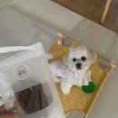 멍냥프라이 이미지