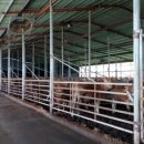 조은축산 이미지