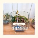 광주새우리병원 | 광주 화정동원데이클래스 | 유리안에 또 다른 작은 숲만들기 테라리움 공방 데라스튜디오