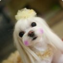 VIP동물병원 네이버블로그