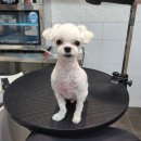 나나 애견 미용실 이미지