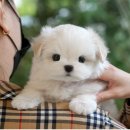 인천 강아지분양 고양이분양 미유펫 이미지