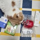 솔깨비 | 펫 바우처 실전 사용기! 집사 통장 지켜주는 고양이 쟁여템 후기 (feat. 냥쌤, 정글몬스터, 프로젝트21)